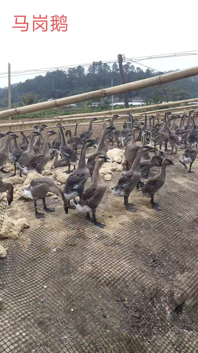 马岗鹅，成活率高，质量保证，价格美丽，质量保证