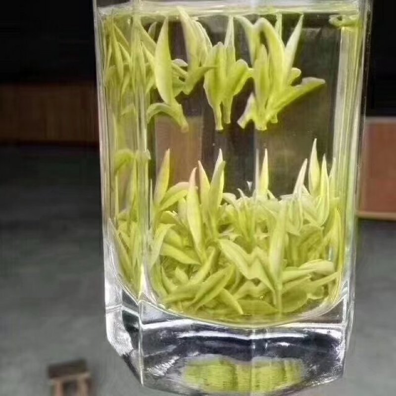 安吉白茶