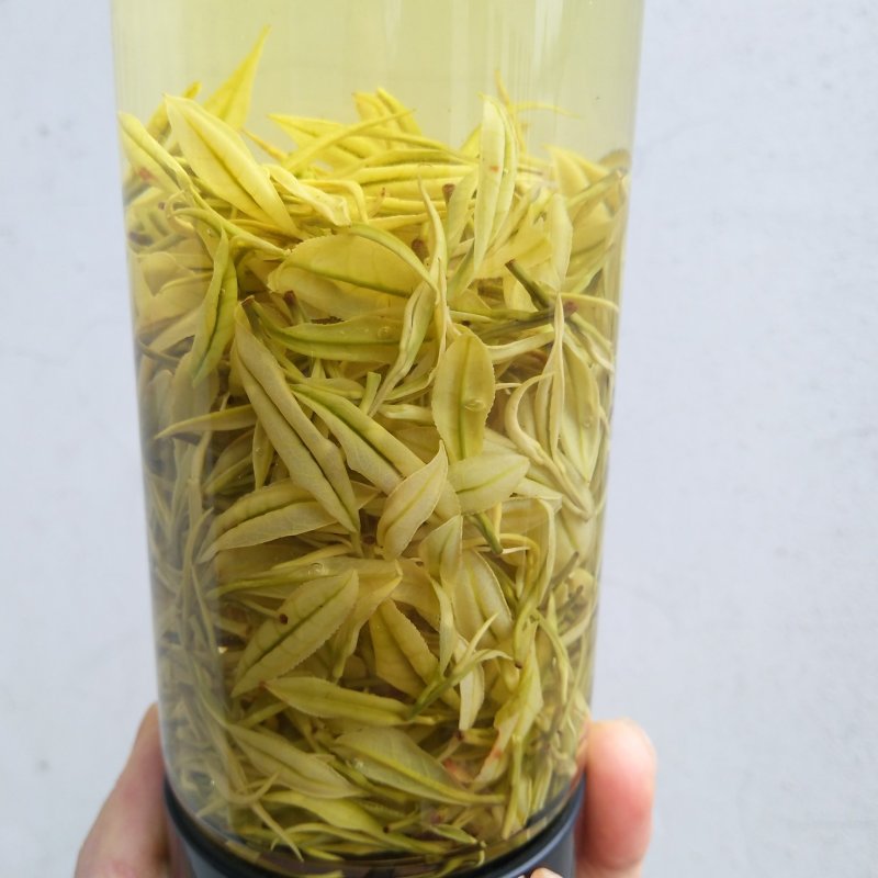 安吉白茶
