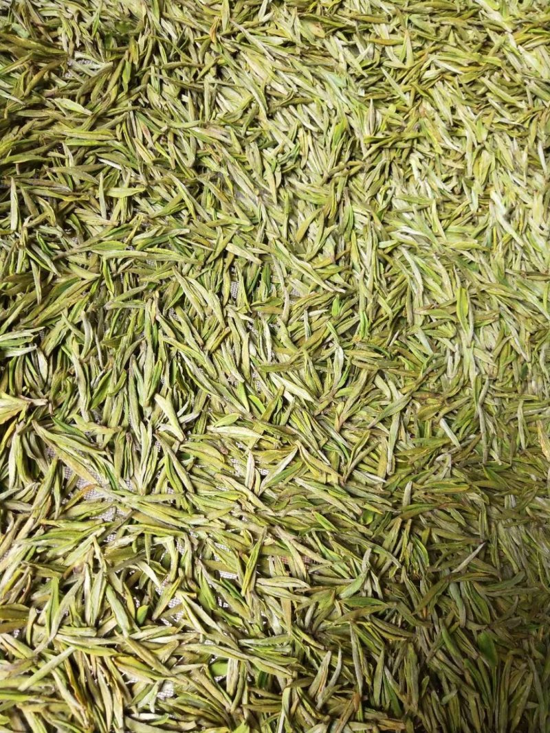 安吉白茶