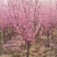 榆叶梅粉花榆叶梅，工程苗