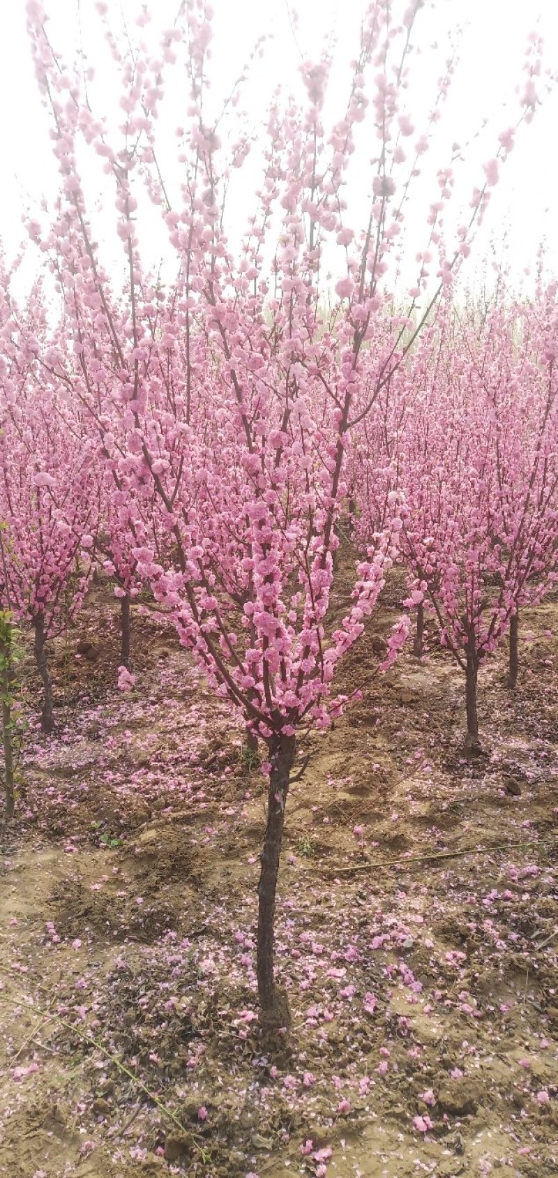 榆叶梅粉花榆叶梅，工程苗