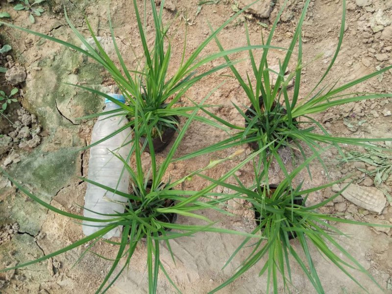 狼尾草观赏草花镜观赏草狼尾草