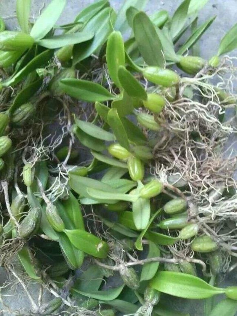 果上叶，石橄榄，石仙桃