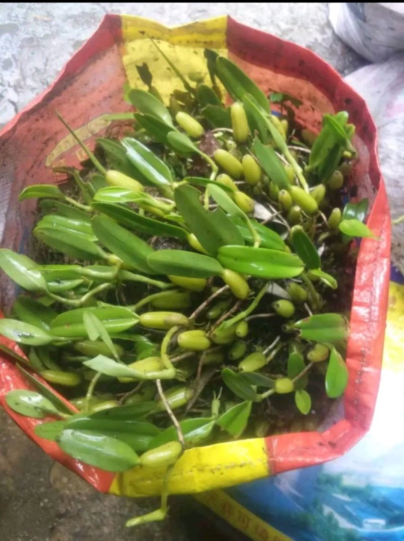 果上叶，石橄榄，石仙桃