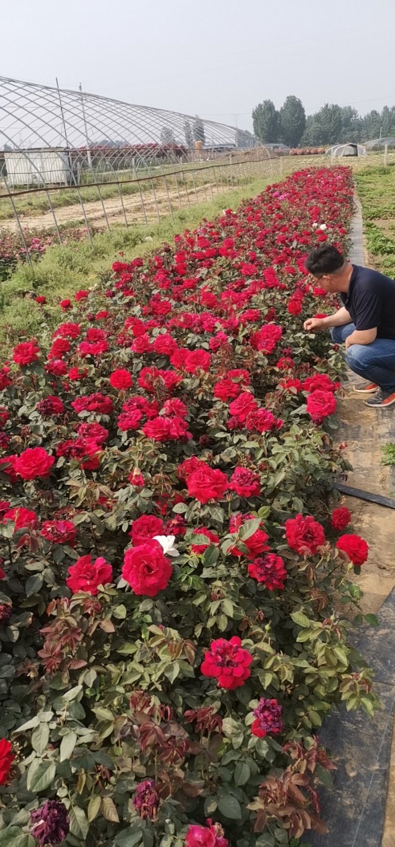 基地直供丰花、大花、欧月系列月季16*16杯苗，价格美丽