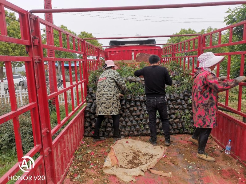 基地直供丰花、大花、欧月系列月季16*16杯苗，价格美丽