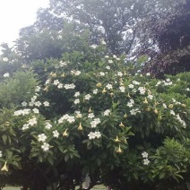 栀子花一手货源自家苗圃绿化种植大量批发