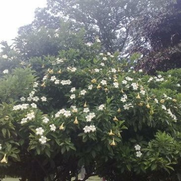 栀子花一手货源自家苗圃绿化种植大量批发