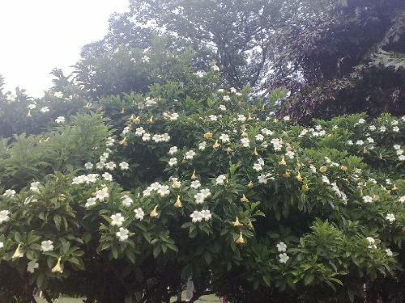 栀子花一手货源自家苗圃绿化种植大量批发