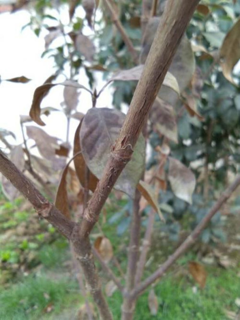 栀子花一手货源自家苗圃绿化种植大量批发