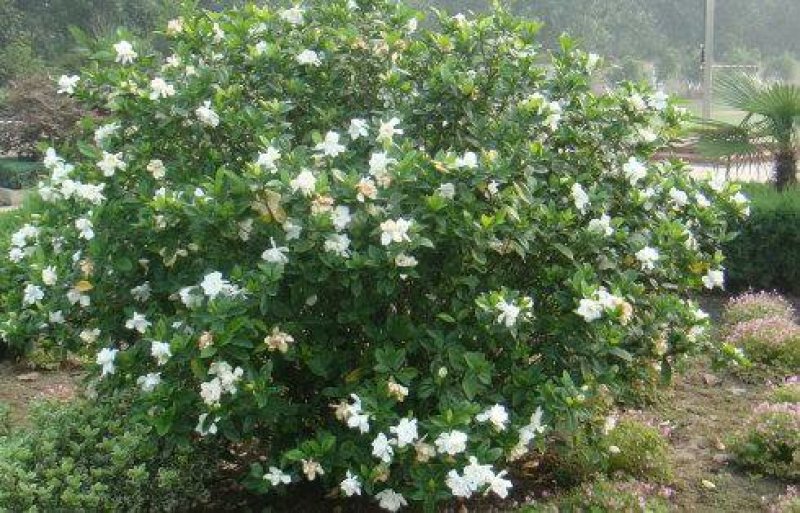 栀子花一手货源自家苗圃绿化种植大量批发