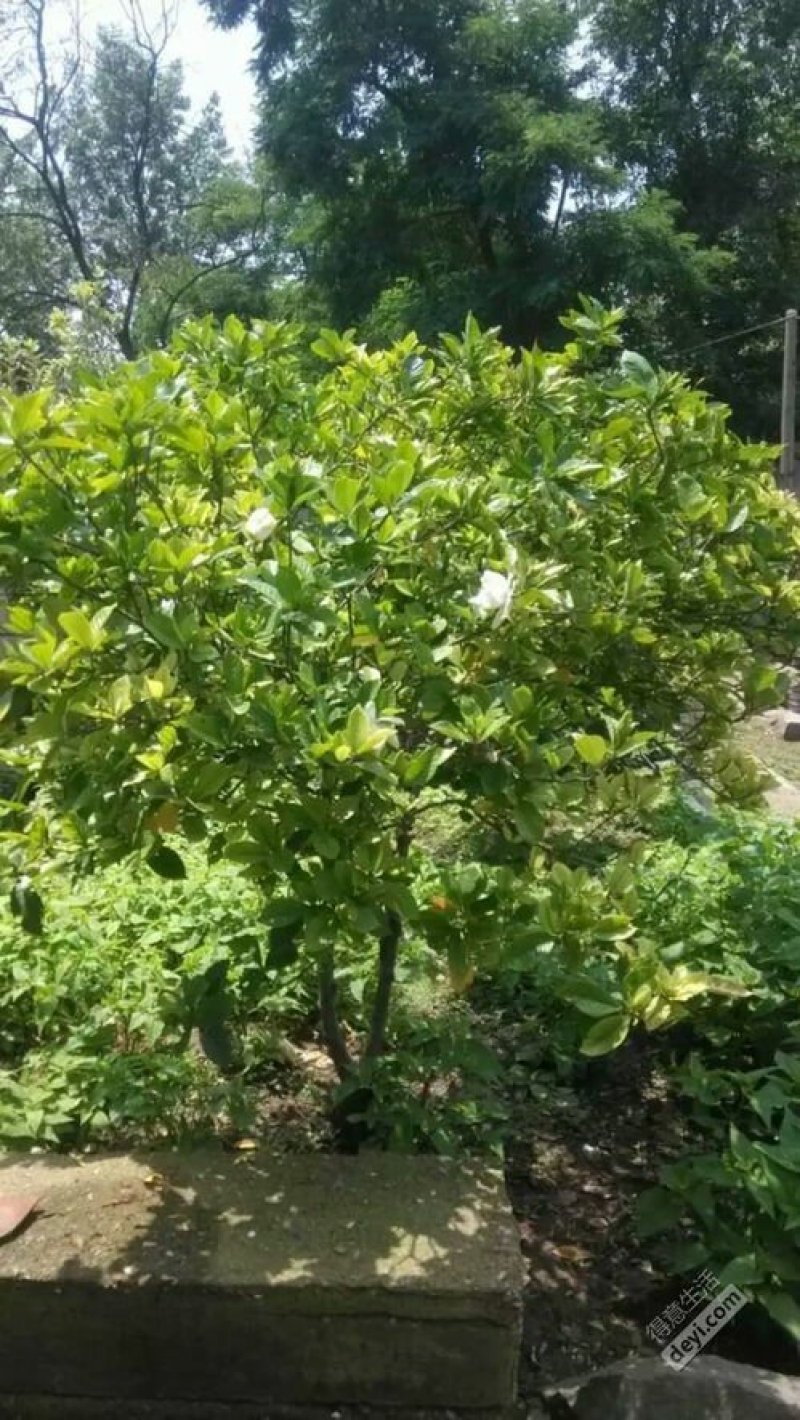 栀子花一手货源自家苗圃绿化种植大量批发