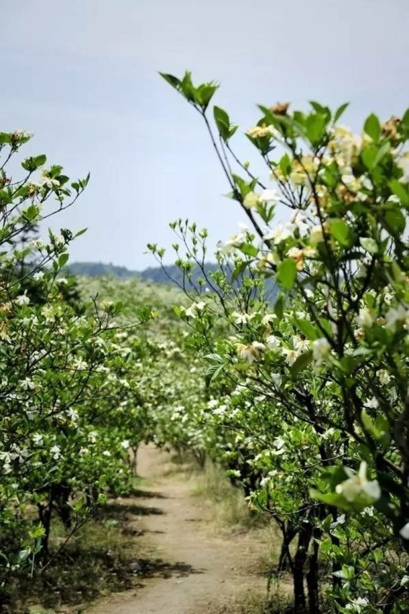 栀子花一手货源自家苗圃绿化种植大量批发