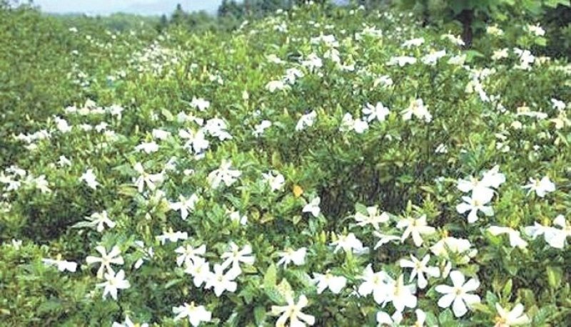 栀子花一手货源自家苗圃绿化种植大量批发