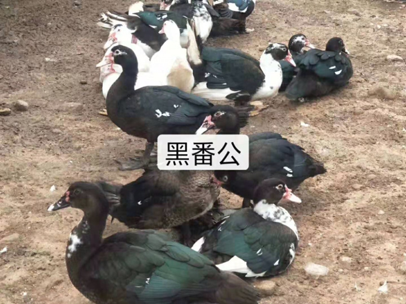 大种黑番，白番，全国可发，价格美丽，质量保证
