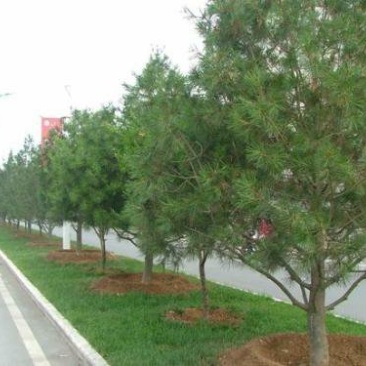 白皮松一手货源自家苗圃绿化种植大量批发