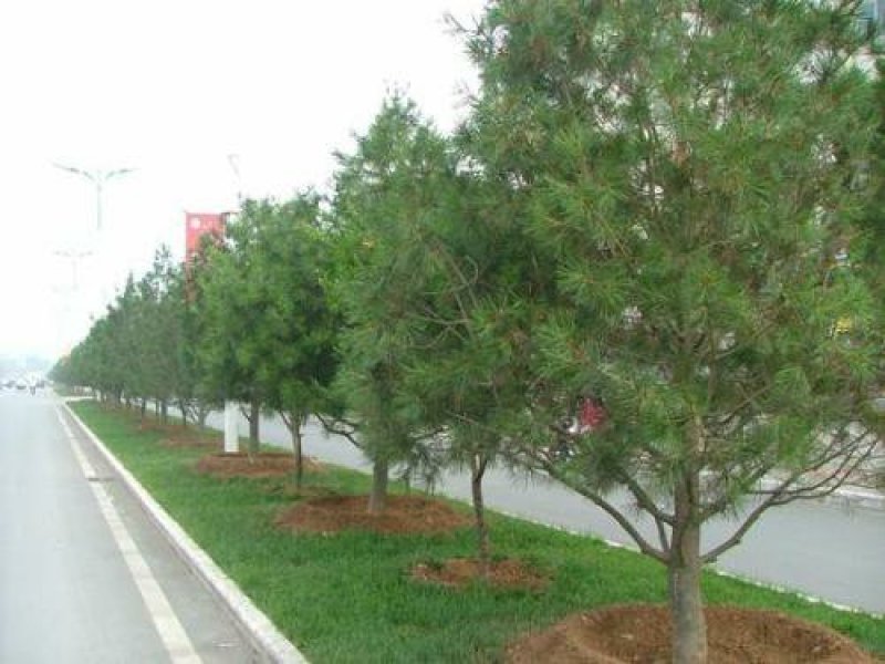 白皮松一手货源自家苗圃绿化种植大量批发