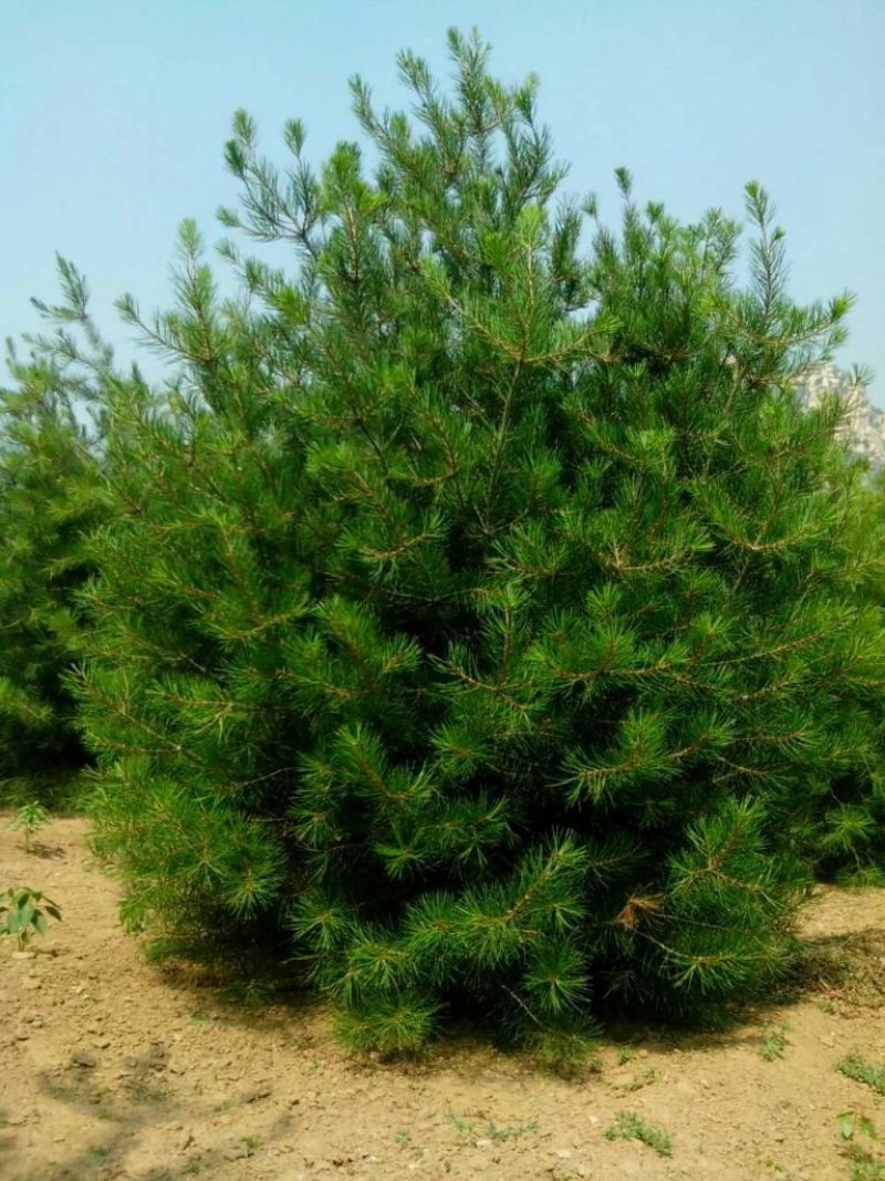 白皮松一手货源自家苗圃绿化种植大量批发