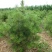 白皮松一手货源自家苗圃绿化种植大量批发