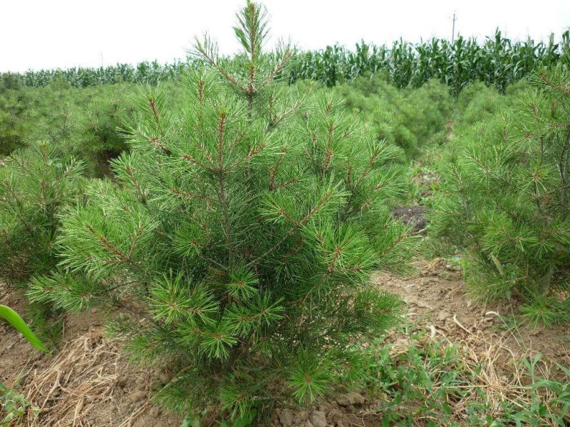 白皮松一手货源自家苗圃绿化种植大量批发