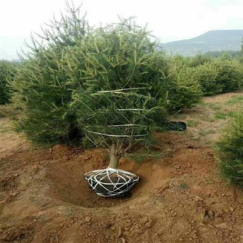 白皮松一手货源自家苗圃绿化种植大量批发