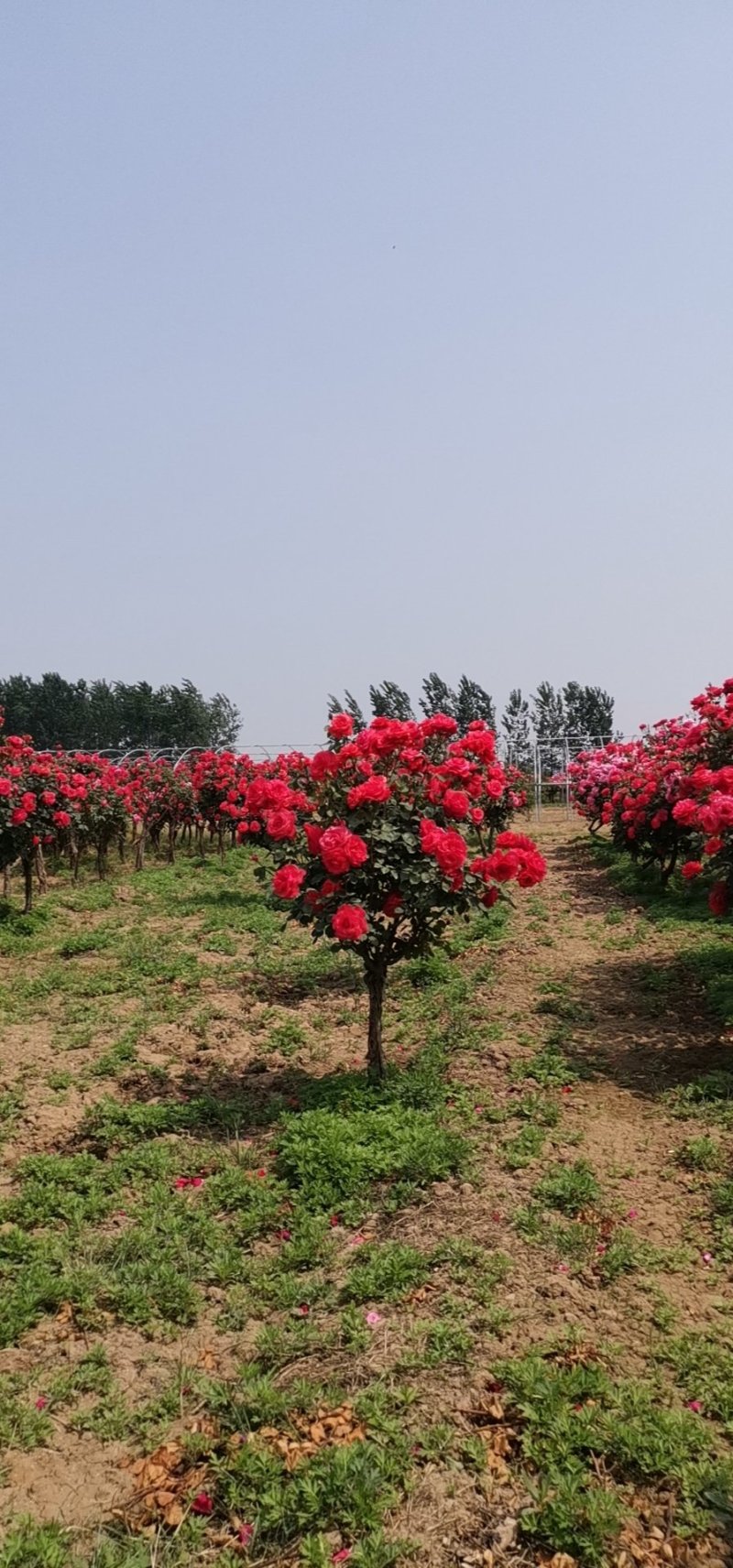 基地大量供应3—6公分树状月季，规格全，树形好，价格美丽