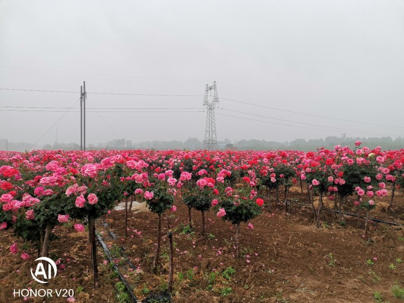 基地大量供应3—6公分树状月季，规格全，树形好，价格美丽