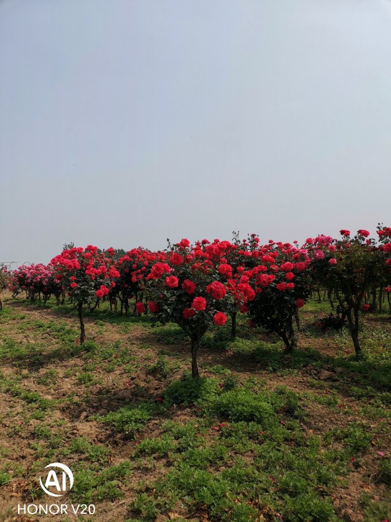 基地大量供应3—6公分树状月季，规格全，树形好，价格美丽