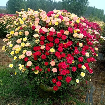 基地直供各种规格造型月季，藤本月季，花瓶月季