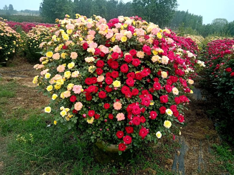 基地直供各种规格造型月季，藤本月季，花瓶月季