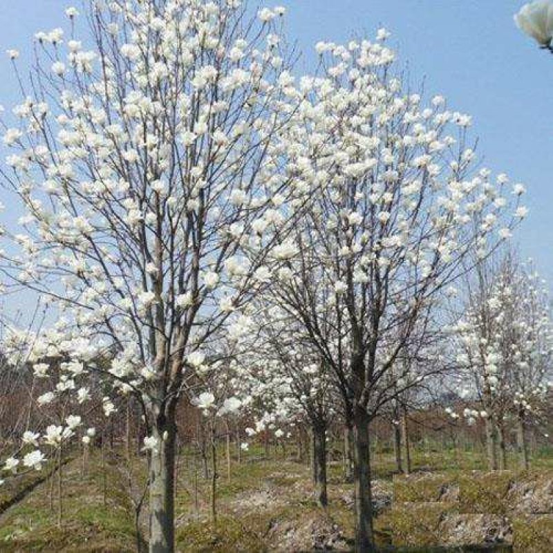 玉兰树白玉兰一手货源自家苗圃绿化种植大量批发