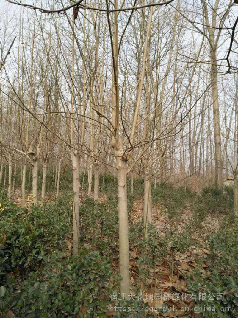 玉兰树白玉兰一手货源自家苗圃绿化种植大量批发