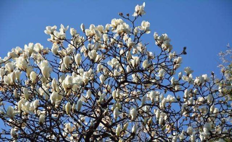 玉兰树白玉兰一手货源自家苗圃绿化种植大量批发