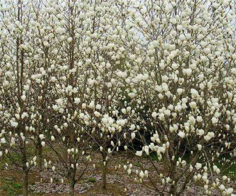 玉兰树白玉兰一手货源自家苗圃绿化种植大量批发