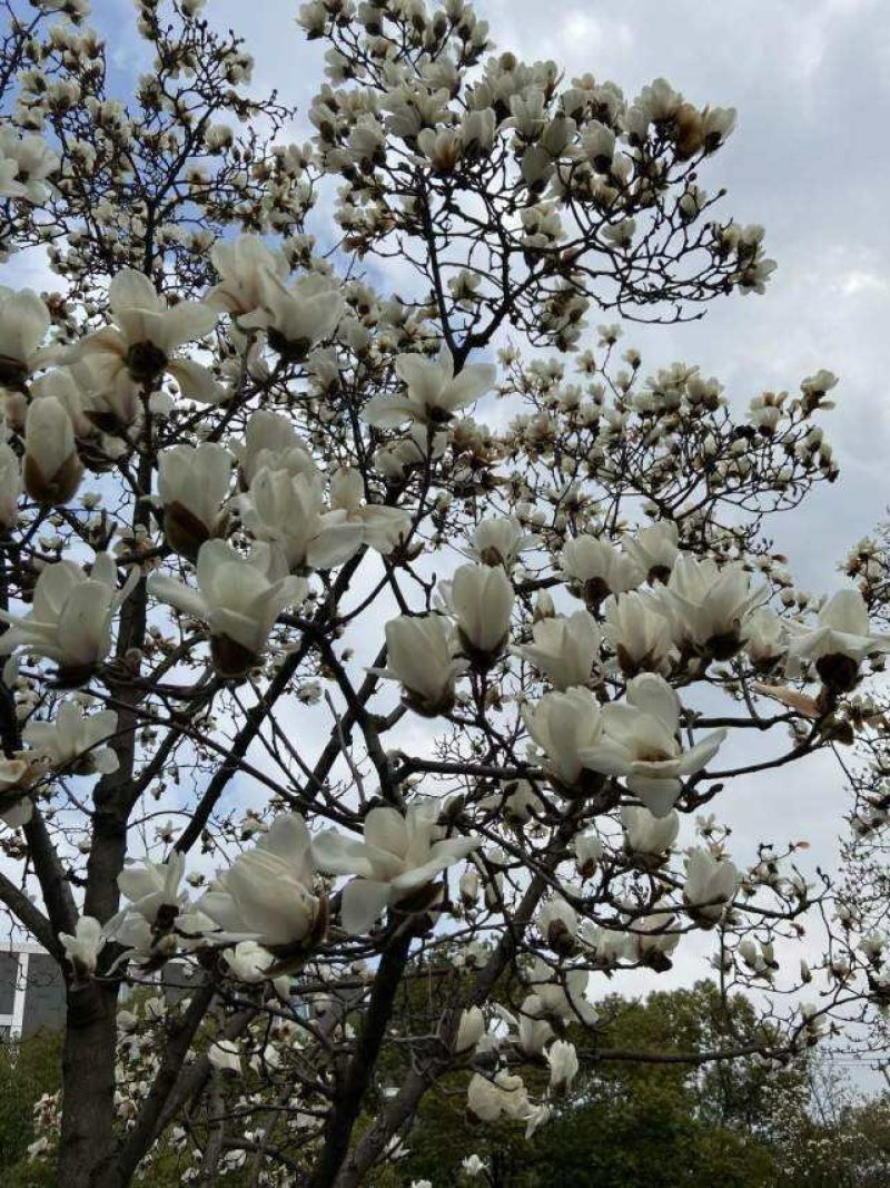玉兰树白玉兰一手货源自家苗圃绿化种植大量批发