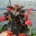 红花海棠一手货源自家苗圃绿化种植大量批发