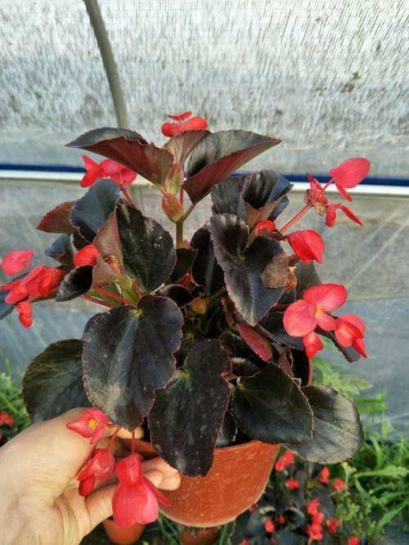 红花海棠一手货源自家苗圃绿化种植大量批发
