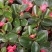 红花海棠一手货源自家苗圃绿化种植大量批发