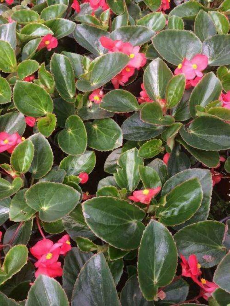 红花海棠一手货源自家苗圃绿化种植大量批发