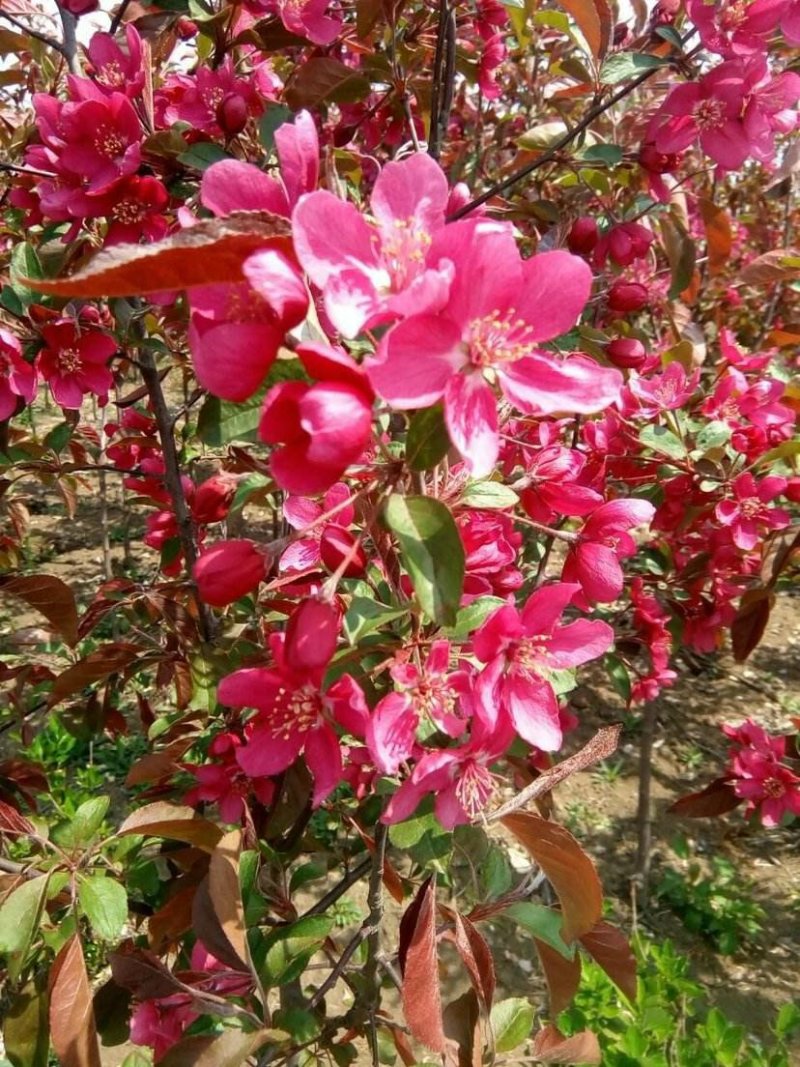 红花海棠一手货源自家苗圃绿化种植大量批发