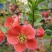 红花海棠一手货源自家苗圃绿化种植大量批发