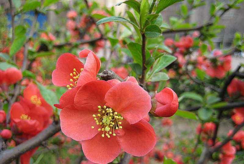 红花海棠一手货源自家苗圃绿化种植大量批发