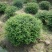 火棘球一手货源自家苗圃绿化种植大量批发