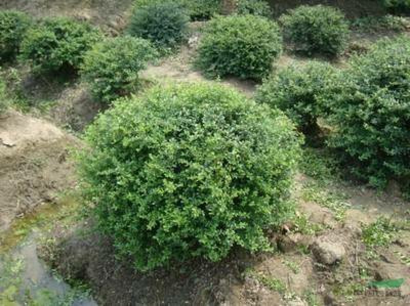 火棘球一手货源自家苗圃绿化种植大量批发