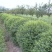 火棘球一手货源自家苗圃绿化种植大量批发