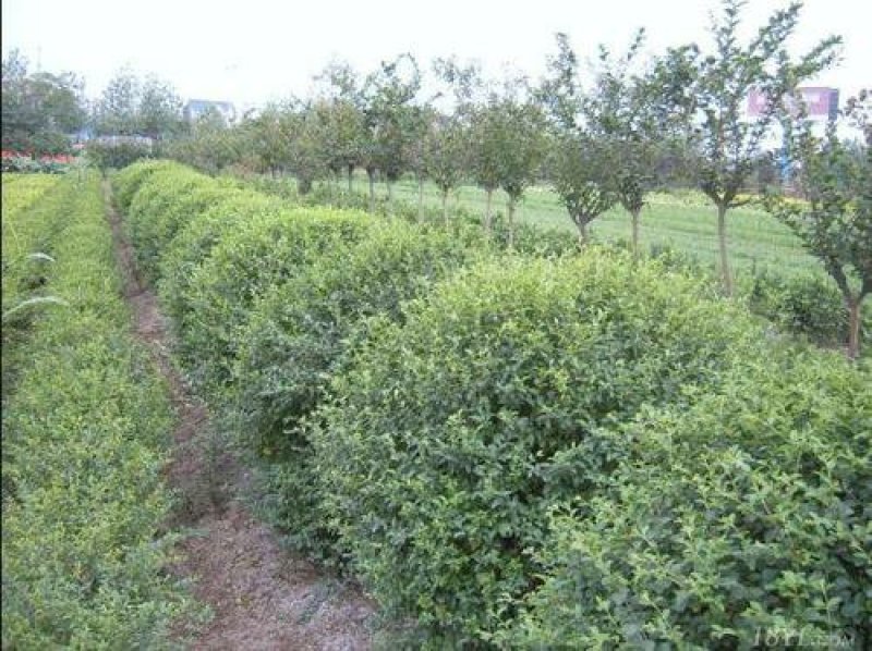 火棘球一手货源自家苗圃绿化种植大量批发
