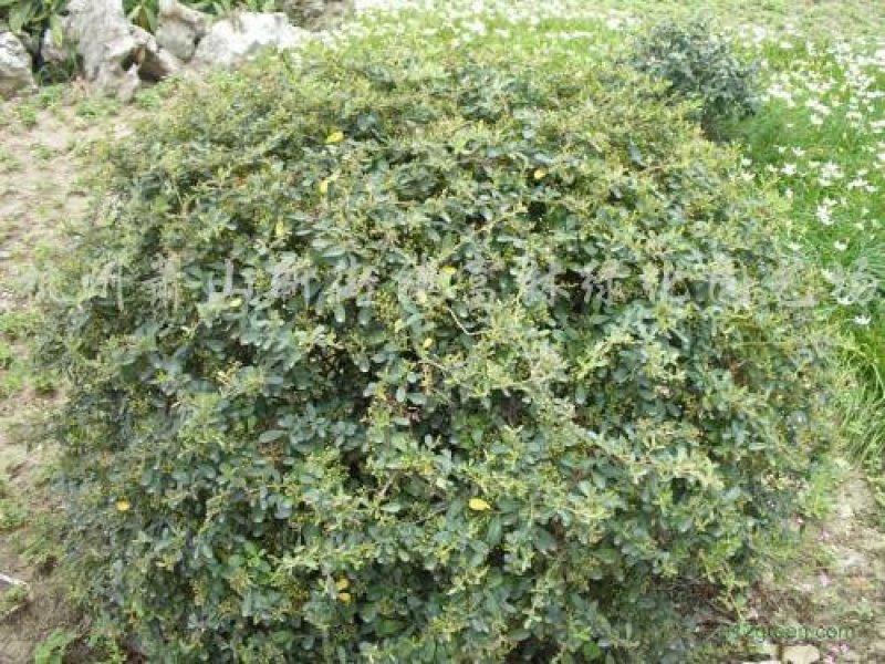火棘球一手货源自家苗圃绿化种植大量批发