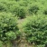 火棘球一手货源自家苗圃绿化种植大量批发