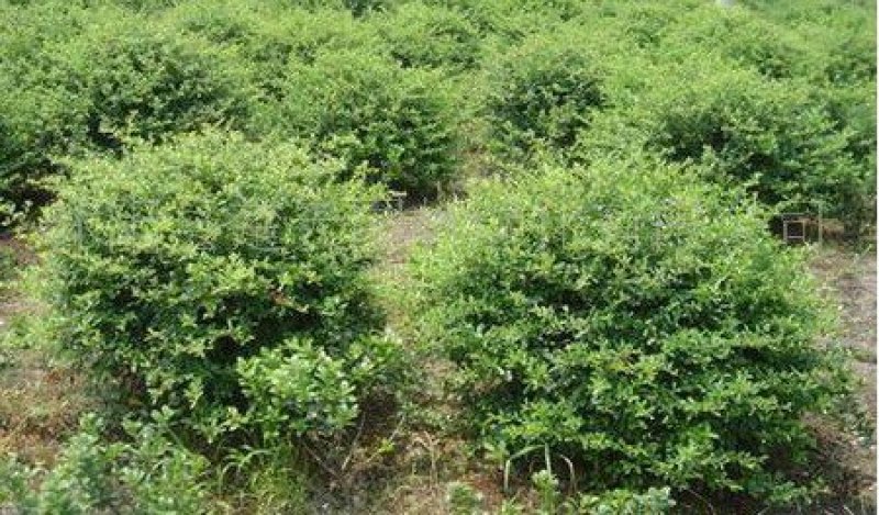 火棘球一手货源自家苗圃绿化种植大量批发